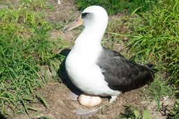 PMRF Environmental Team works with the Bird Aircraft Strike Hazard initiative in conducting the annual Laysan Albatross Translocation Program.