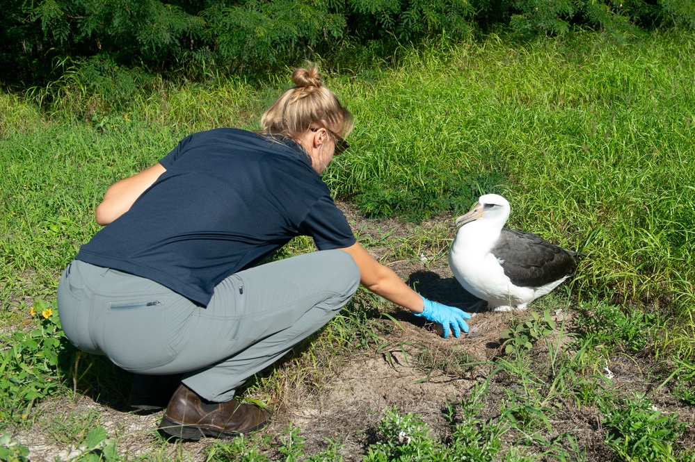 PMRF Environmental Team works with the Bird Aircraft Strike Hazard initiative in conducting the annual Laysan Albatross Translocation Program.