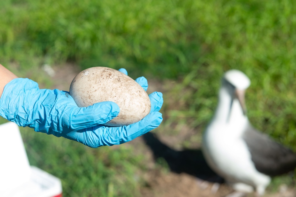 PMRF Environmental Team works with the Bird Aircraft Strike Hazard initiative in conducting the annual Laysan Albatross Translocation Program.