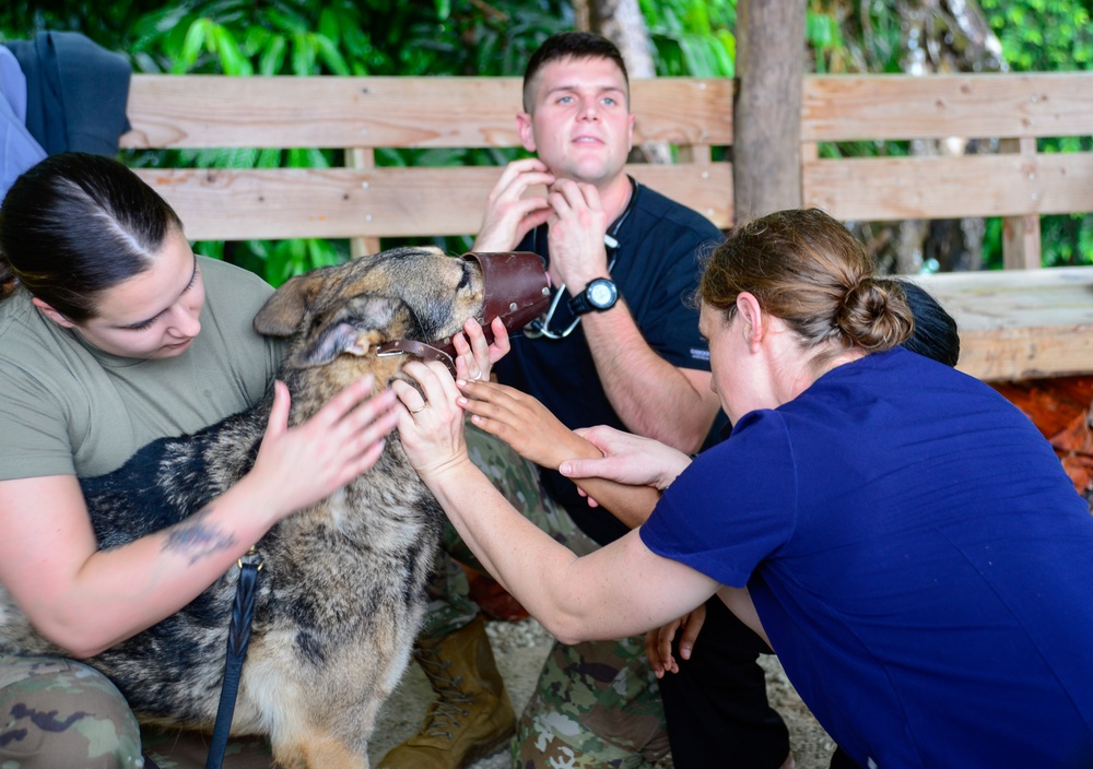 Pacific Partnership 2024-1: U.S. Army Veterinarians Side-by-Side