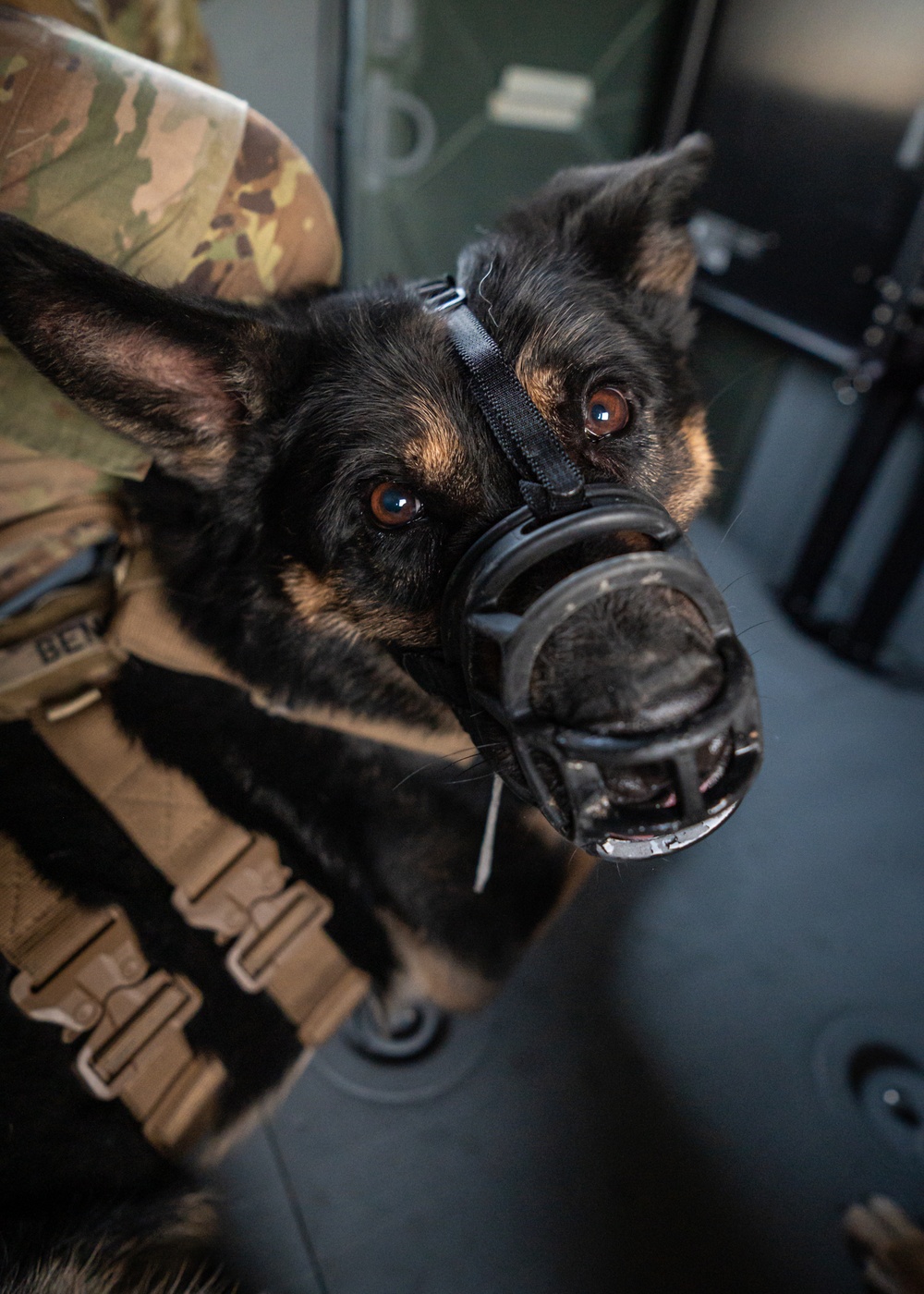 DVIDS - Images - Training exercise prepares military working dog teams ...