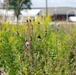 Defense Supply Center Columbus prairie boosts biodiversity