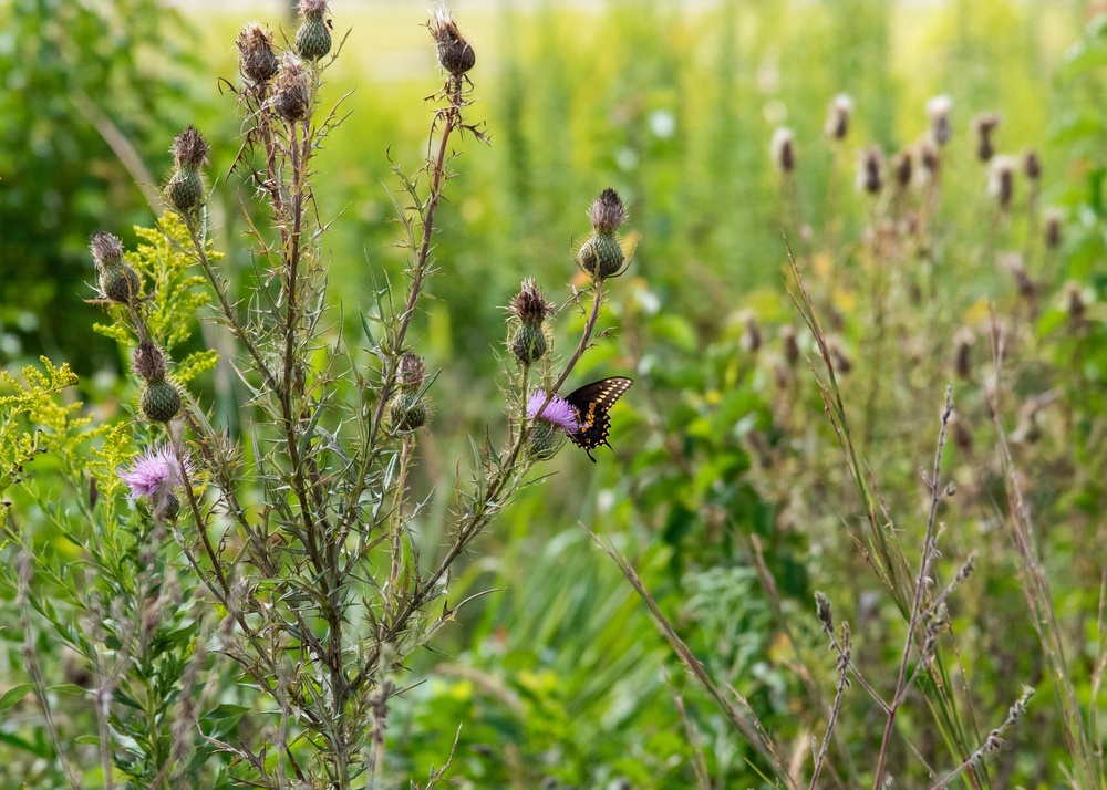 Defense Supply Center Columbus prairie boosts biodiversity