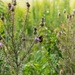 Defense Supply Center Columbus prairie boosts biodiversity