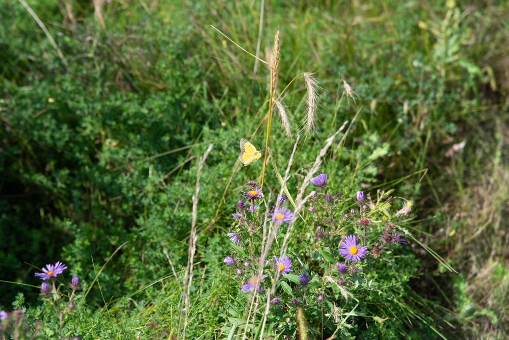 Defense Supply Center Columbus prairie boosts biodiversity