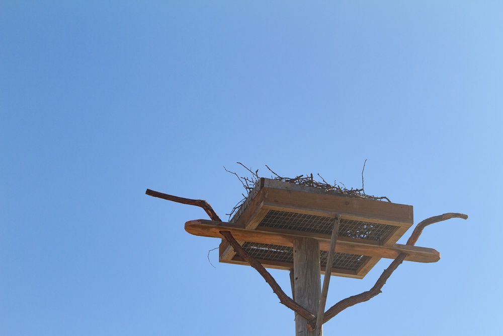 Successful Osprey Re-Nesting at Perry Lake, Kansas