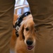 Golden Retriever Life tours 113th Wing, DCANG