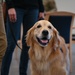 Golden Retriever Life tours 113th Wing, DCANG