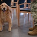 Golden Retriever Life tours 113th Wing, DCANG