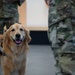 Golden Retriever Life tours 113th Wing, DCANG