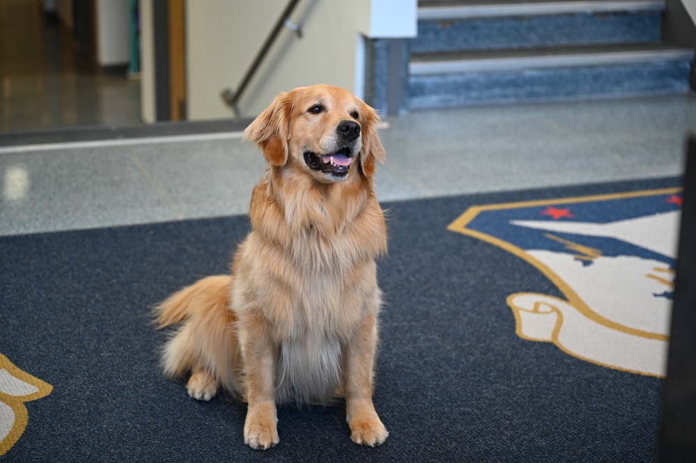 Golden Retriever Life tours 113th Wing, DCANG