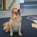 Golden Retriever Life tours 113th Wing, DCANG