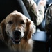 Golden Retriever Life tours 113th Wing, DCANG