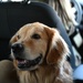 Golden Retriever Life tours 113th Wing, DCANG