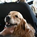 Golden Retriever Life tours 113th Wing, DCANG