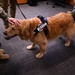 Golden Retriever Life tours 113th Wing, DCANG