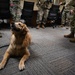 Golden Retriever Life tours 113th Wing, DCANG