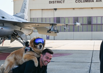 Golden Retriever Life tours 113th Wing, DCANG
