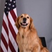 Golden Retriever Life tours 113th Wing, DCANG