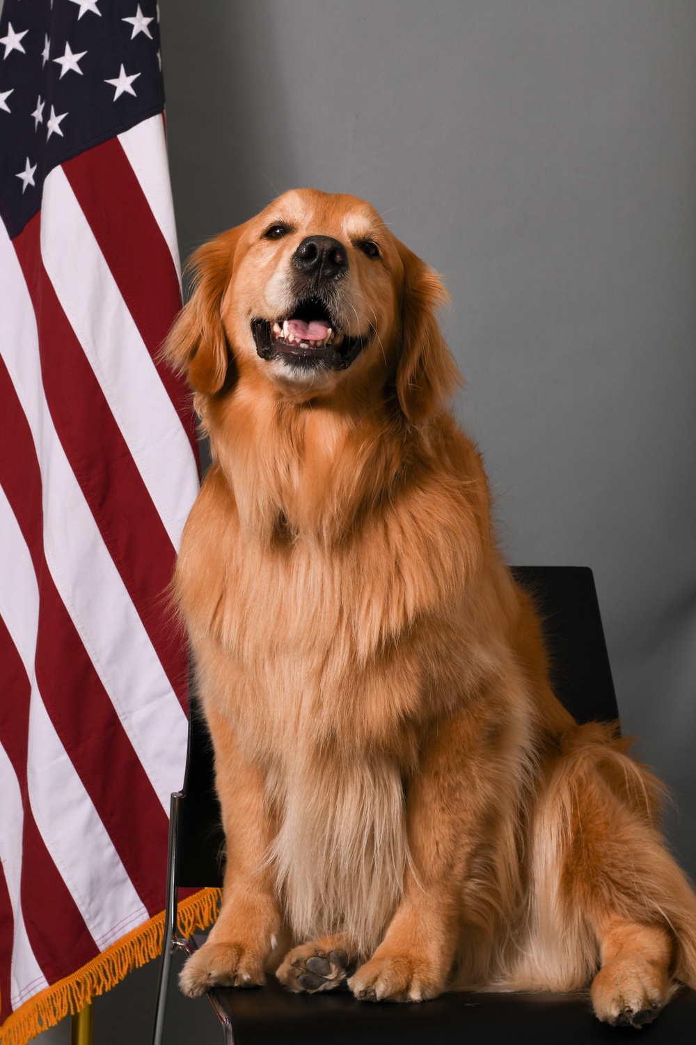 Golden Retriever Life tours 113th Wing, DCANG