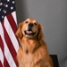 Golden Retriever Life tours 113th Wing, DCANG