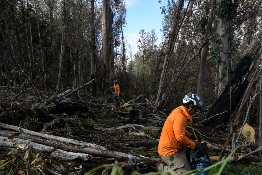 Hawaii Wildfire Recovery 23 Kula- Tree Removal