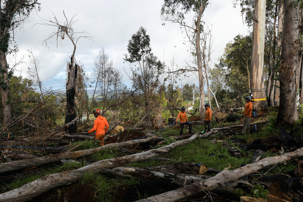 Hawaii Wildfire Recovery 23 Kula- Tree Removal