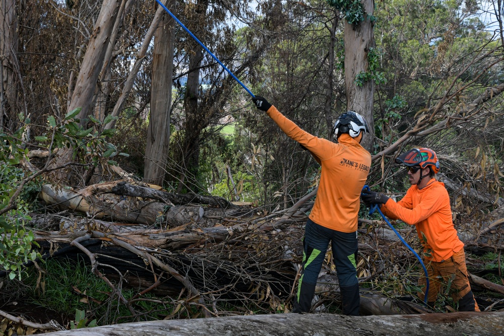 Hawaii Wildfire Recovery 23 Kula- Tree Removal