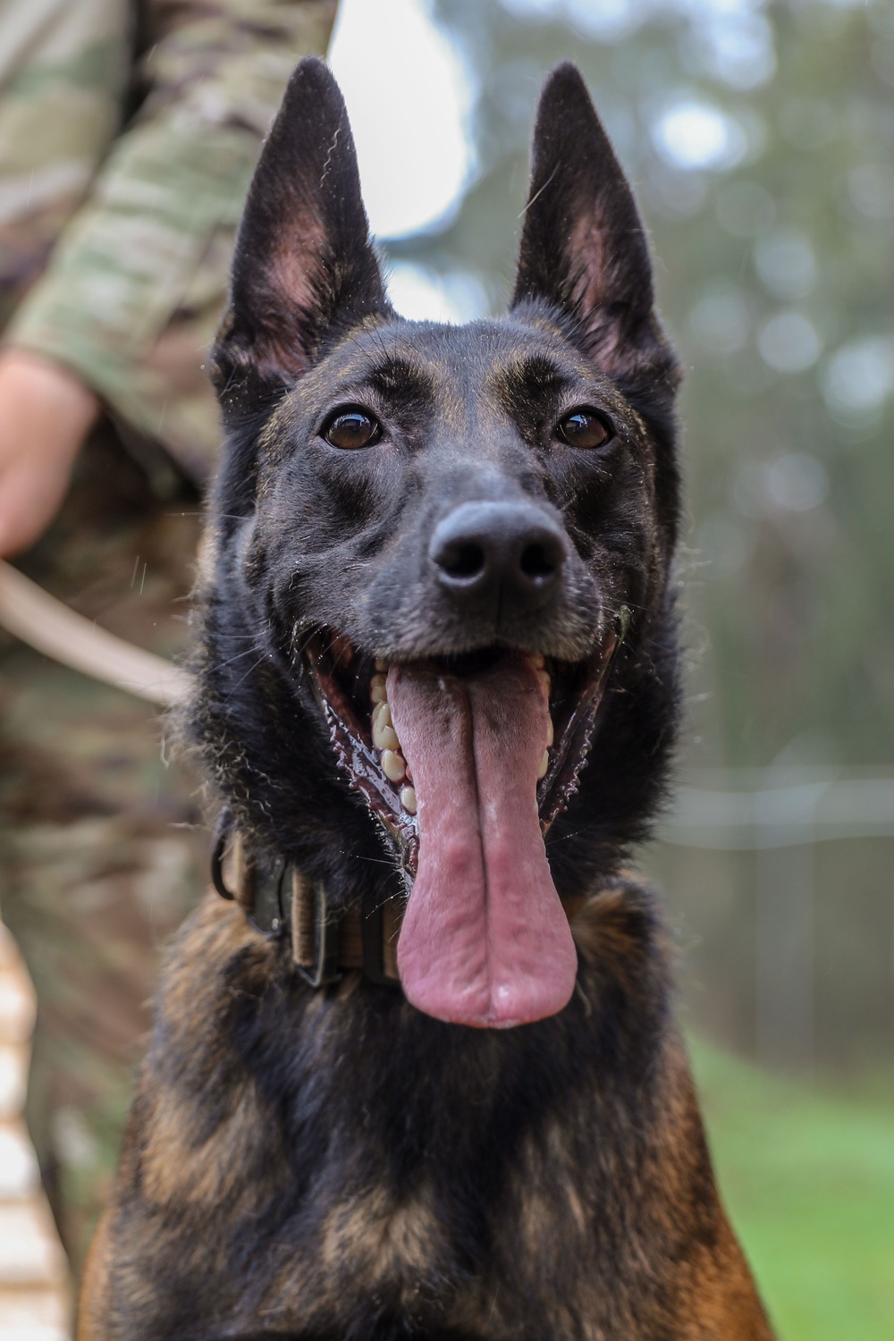 8th Military Police Brigade working dog handler and military working dog, pose for a photo on Scofield Barracks.