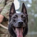 8th Military Police Brigade working dog handler and military working dog, pose for a photo on Scofield Barracks.