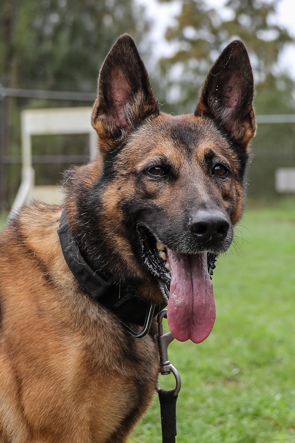 8th Military Police Brigade working dog handler and military working dog, pose for a photo on Scofield Barracks.