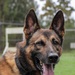 8th Military Police Brigade working dog handler and military working dog, pose for a photo on Scofield Barracks.