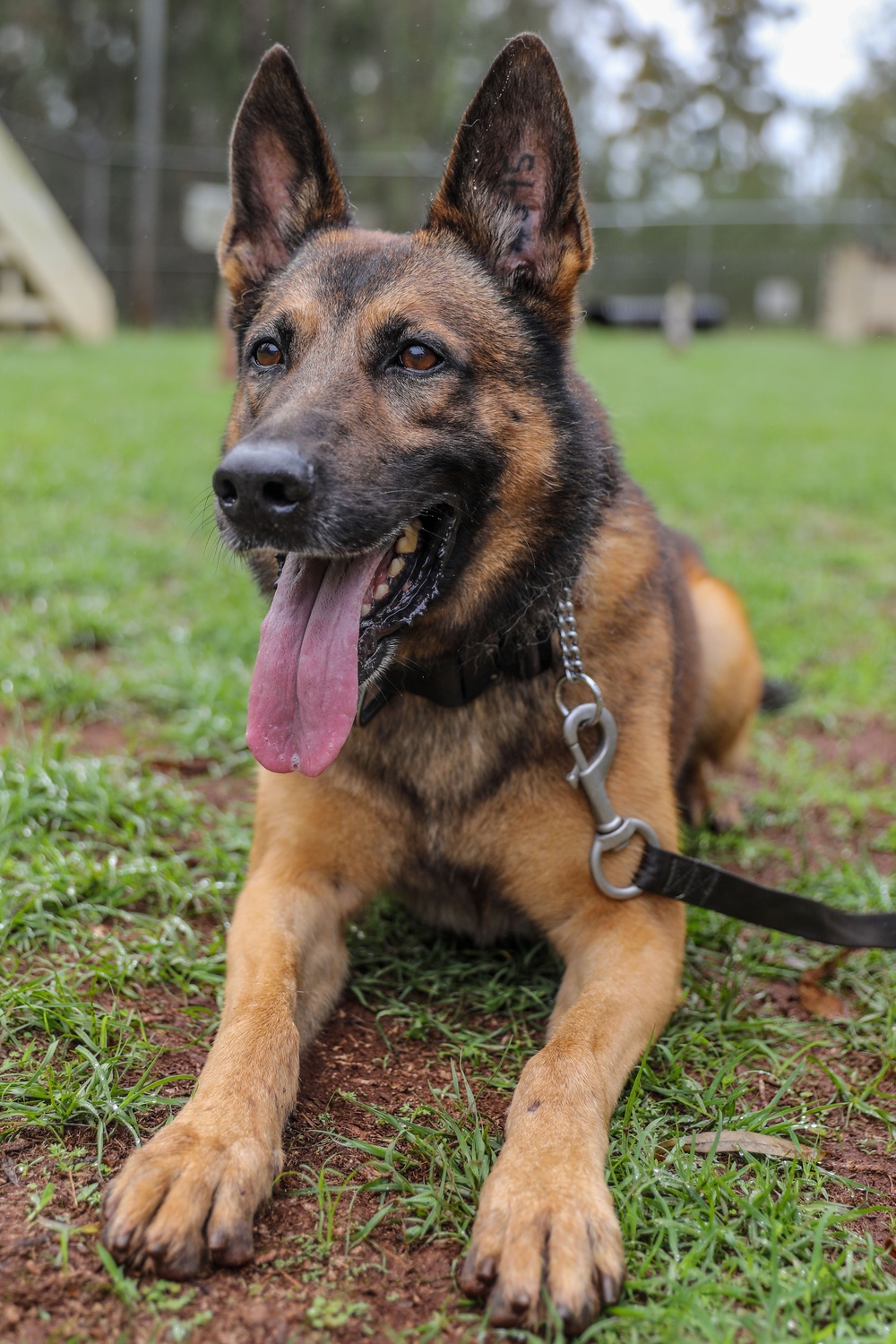 8th Military Police Brigade working dog handler and military working dog, pose for a photo on Scofield Barracks.