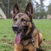 8th Military Police Brigade working dog handler and military working dog, pose for a photo on Scofield Barracks.