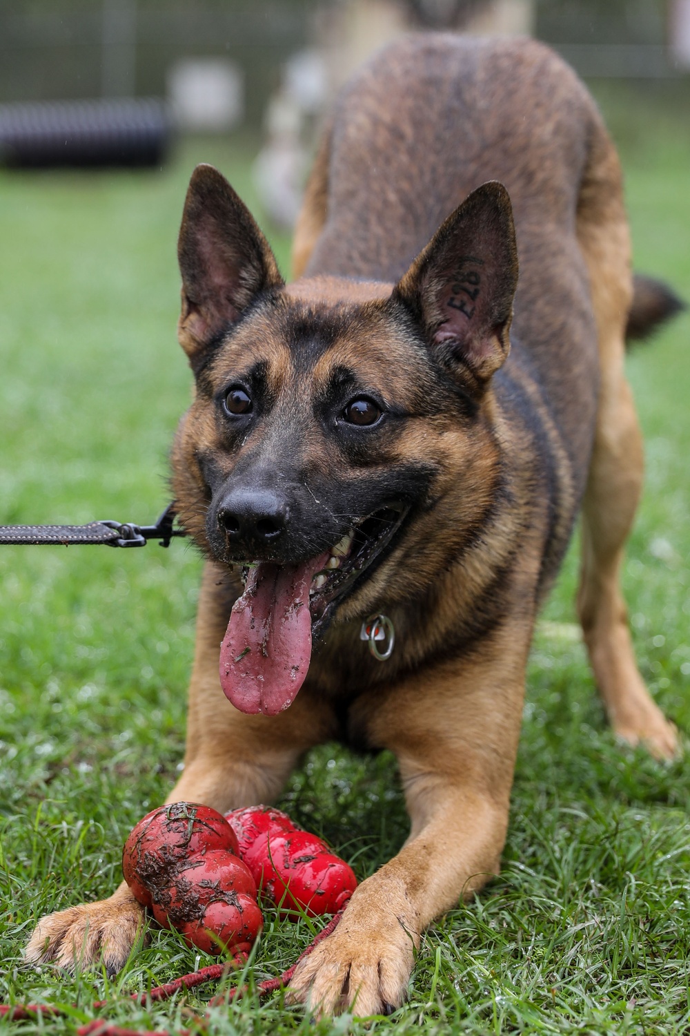 8th Military Police Brigade working dog handler and military working dog, pose for a photo on Scofield Barracks.