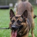 8th Military Police Brigade working dog handler and military working dog, pose for a photo on Scofield Barracks.