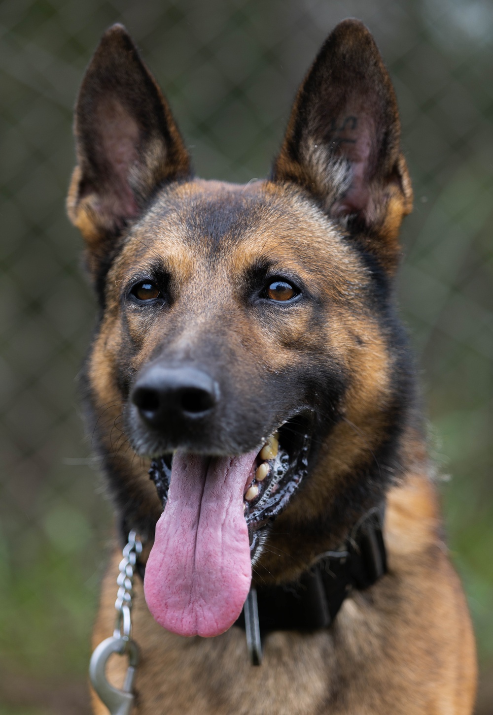 Soldiers with the 8th Military Police Brigade Train with Military Working Dogs