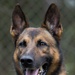 Soldiers with the 8th Military Police Brigade Train with Military Working Dogs