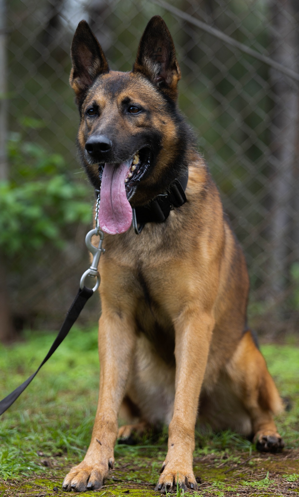 Soldiers with the 8th Military Police Brigade Train with Military Working Dogs