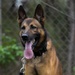 Soldiers with the 8th Military Police Brigade Train with Military Working Dogs