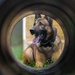 Soldiers with the 8th Military Police Brigade Train with Military Working Dogs