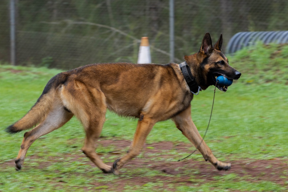 Soldiers with the 8th Military Police Brigade Train with Military Working Dogs