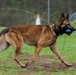 Soldiers with the 8th Military Police Brigade Train with Military Working Dogs