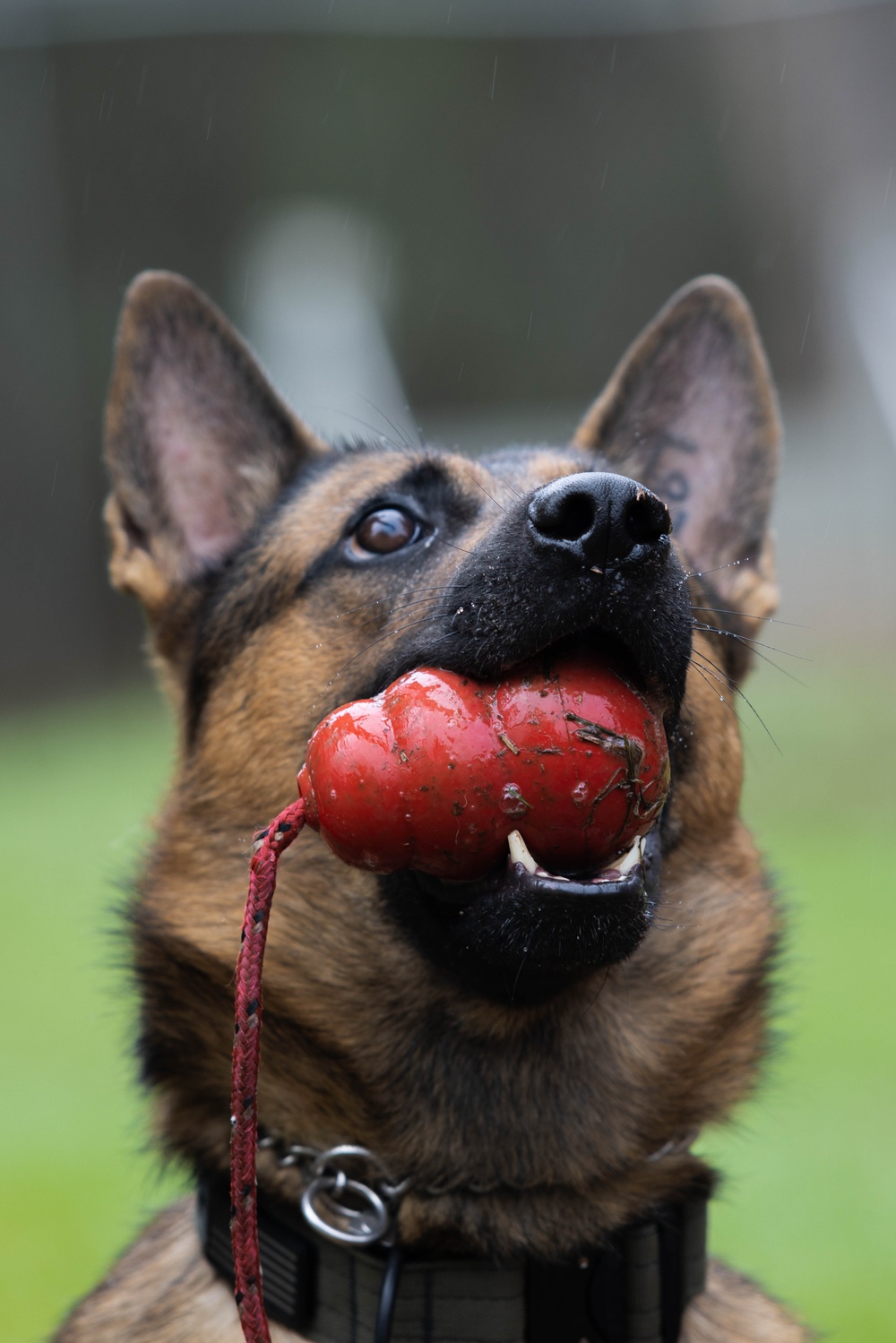 Soldiers with the 8th Military Police Brigade Train with Military Working Dogs