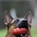 Soldiers with the 8th Military Police Brigade Train with Military Working Dogs