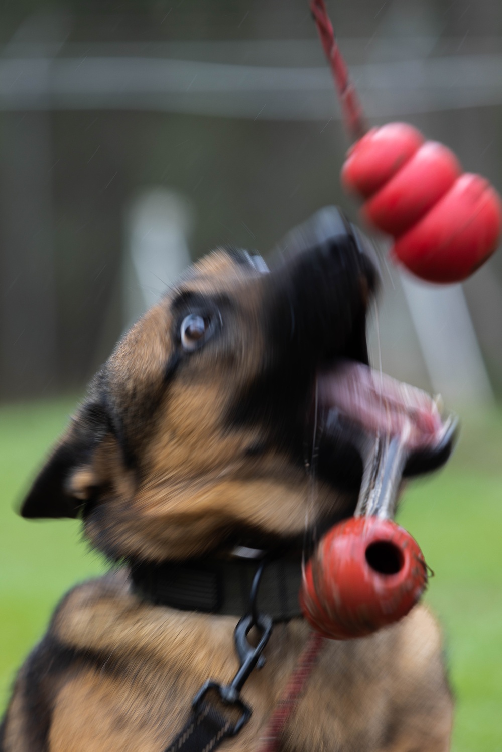 Soldiers with the 8th Military Police Brigade Train with Military Working Dogs