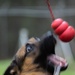 Soldiers with the 8th Military Police Brigade Train with Military Working Dogs