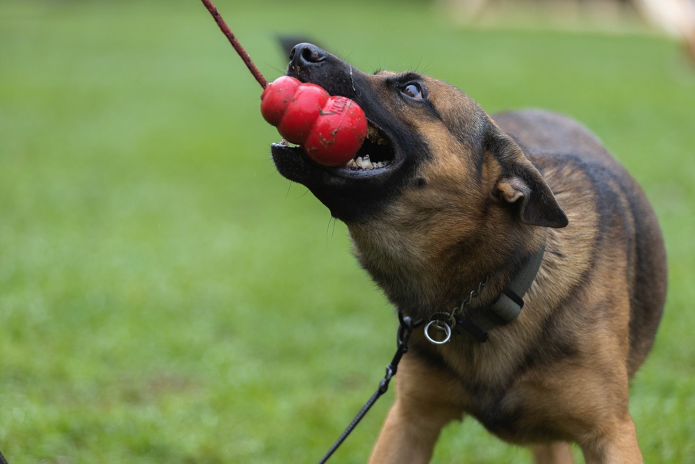 Soldiers with the 8th Military Police Brigade Train with Military Working Dogs