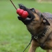 Soldiers with the 8th Military Police Brigade Train with Military Working Dogs