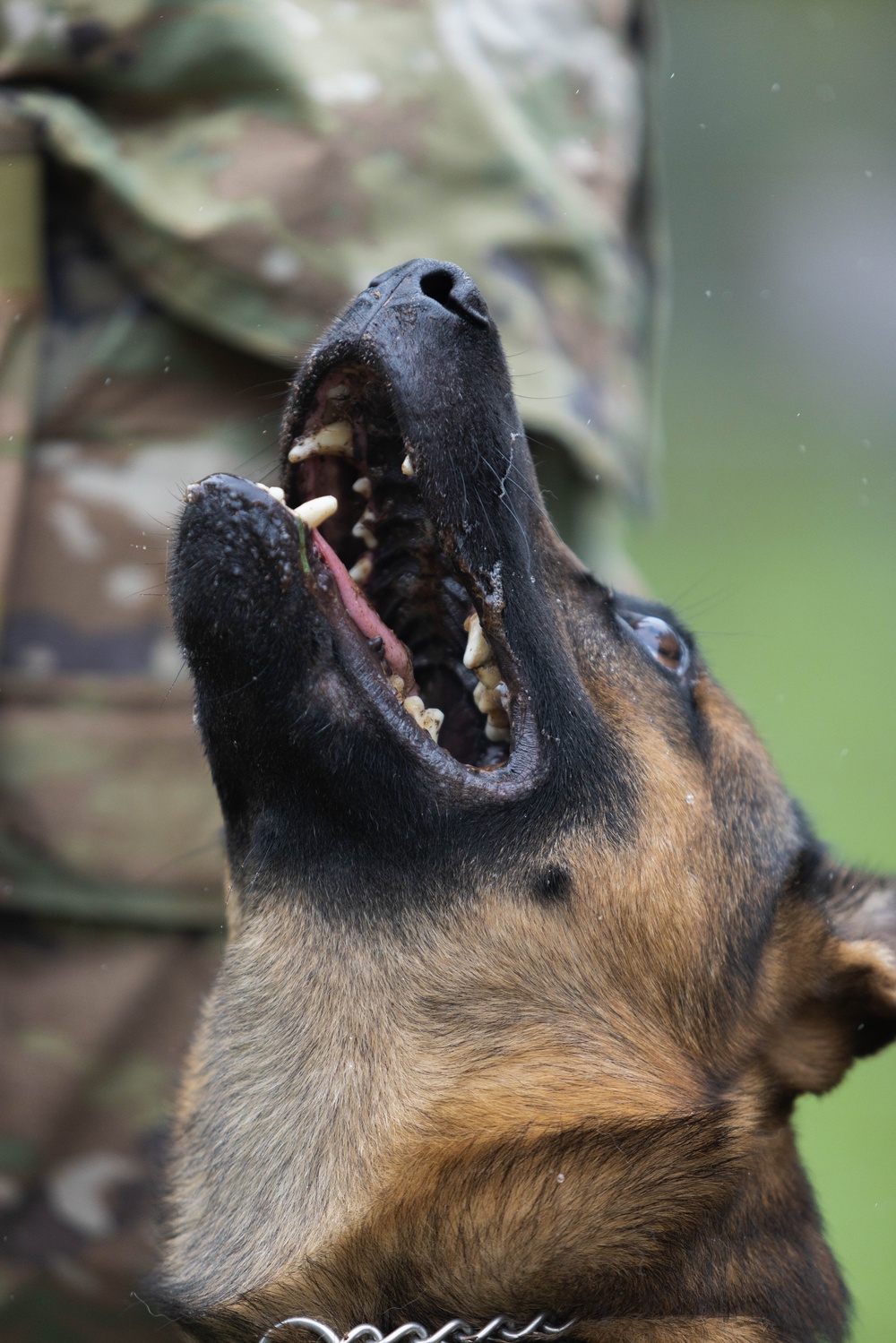 Soldiers with the 8th Military Police Brigade Train with Military Working Dogs